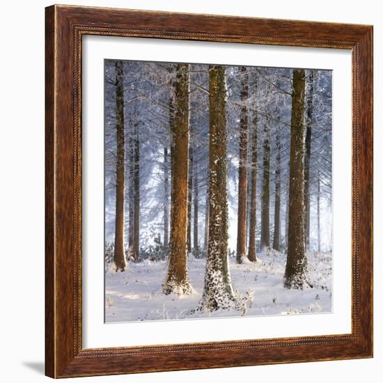 Snow Covered Pine Woodland, Morchard Wood, Morchard Bishop, Devon, England. Winter-Adam Burton-Framed Photographic Print