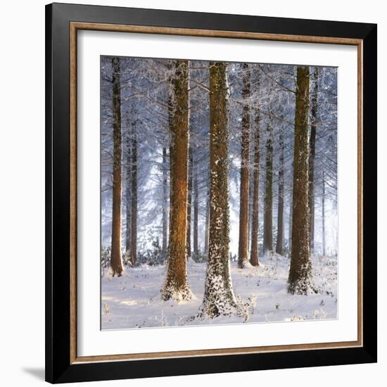 Snow Covered Pine Woodland, Morchard Wood, Morchard Bishop, Devon, England. Winter-Adam Burton-Framed Photographic Print