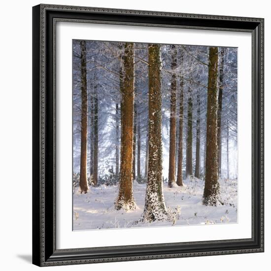 Snow Covered Pine Woodland, Morchard Wood, Morchard Bishop, Devon, England. Winter-Adam Burton-Framed Photographic Print