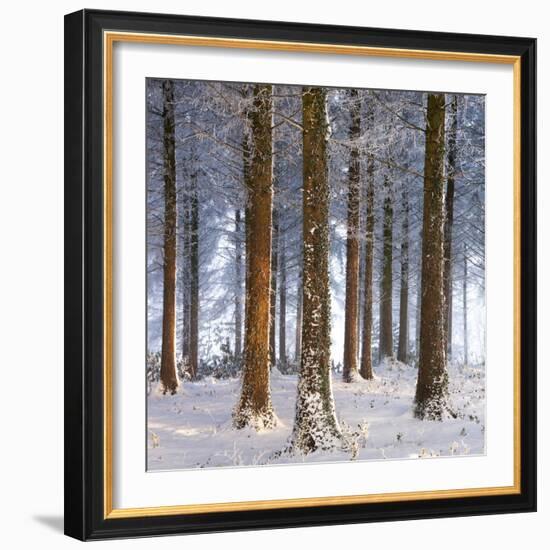 Snow Covered Pine Woodland, Morchard Wood, Morchard Bishop, Devon, England. Winter-Adam Burton-Framed Photographic Print