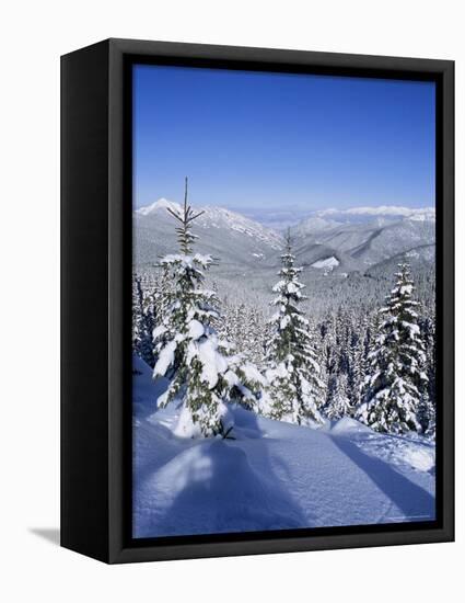 Snow Covered Pines in the Demanovska Valley, Low Tatra Mountains, Slovakia, Europe-Richard Nebesky-Framed Premier Image Canvas