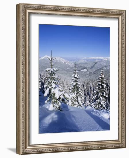 Snow Covered Pines in the Demanovska Valley, Low Tatra Mountains, Slovakia, Europe-Richard Nebesky-Framed Photographic Print