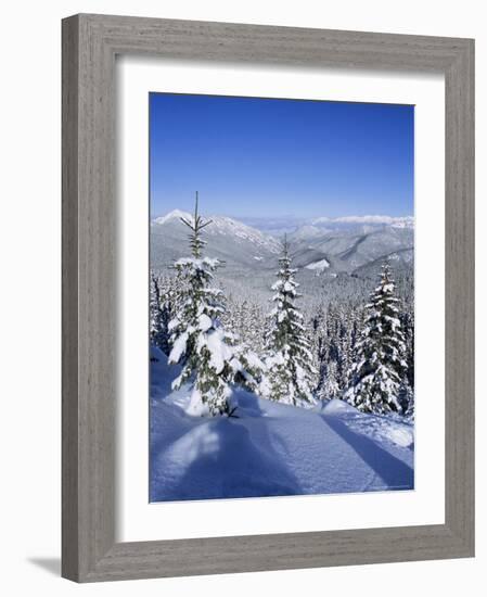 Snow Covered Pines in the Demanovska Valley, Low Tatra Mountains, Slovakia, Europe-Richard Nebesky-Framed Photographic Print