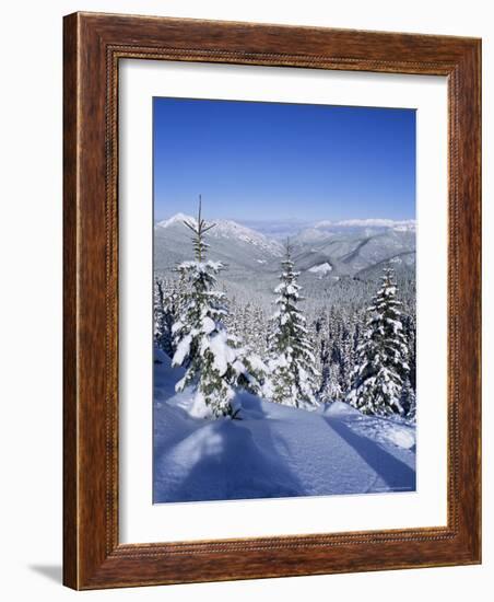 Snow Covered Pines in the Demanovska Valley, Low Tatra Mountains, Slovakia, Europe-Richard Nebesky-Framed Photographic Print