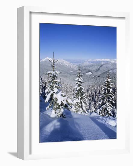 Snow Covered Pines in the Demanovska Valley, Low Tatra Mountains, Slovakia, Europe-Richard Nebesky-Framed Photographic Print