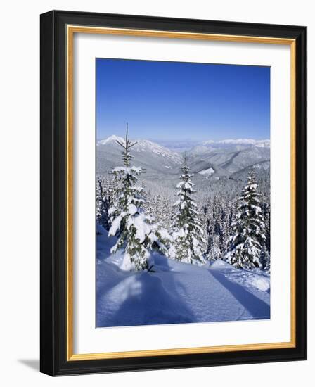 Snow Covered Pines in the Demanovska Valley, Low Tatra Mountains, Slovakia, Europe-Richard Nebesky-Framed Photographic Print