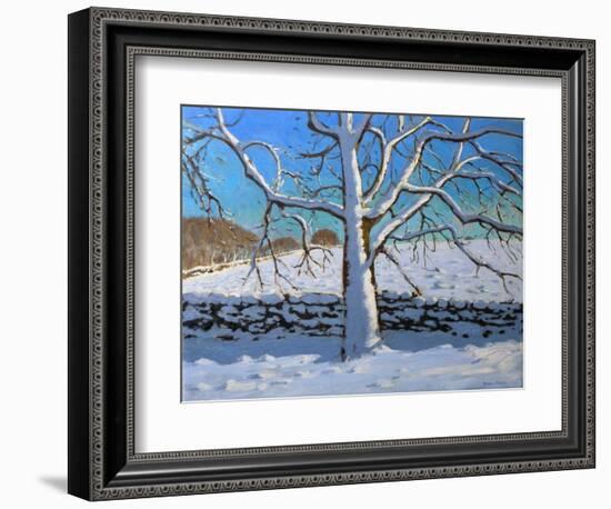 Snow Covered Tree, 2011 (Oil on Canvas)-Andrew Macara-Framed Giclee Print