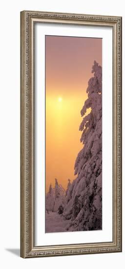 Snow Covered Tree in Winter at Sunset, Feldberg Mountain, Black Forest, Baden-Wurttemberg, Germany-null-Framed Photographic Print