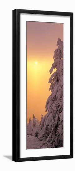 Snow Covered Tree in Winter at Sunset, Feldberg Mountain, Black Forest, Baden-Wurttemberg, Germany-null-Framed Photographic Print