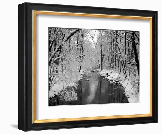 Snow Covered Trees along Creek in Winter Landscape-Jan Lakey-Framed Photographic Print