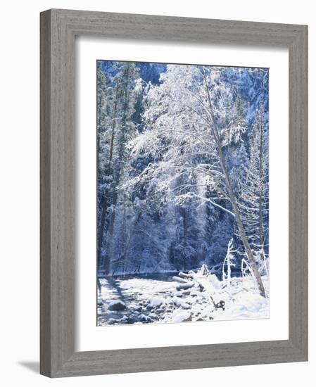 Snow Covered Trees Along Merced River, Yosemite Valley, Yosemite National Park, California, USA-Scott T. Smith-Framed Photographic Print