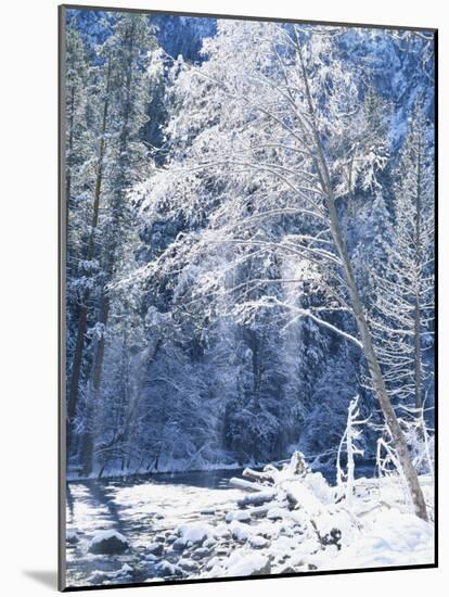 Snow Covered Trees Along Merced River, Yosemite Valley, Yosemite National Park, California, USA-Scott T. Smith-Mounted Photographic Print