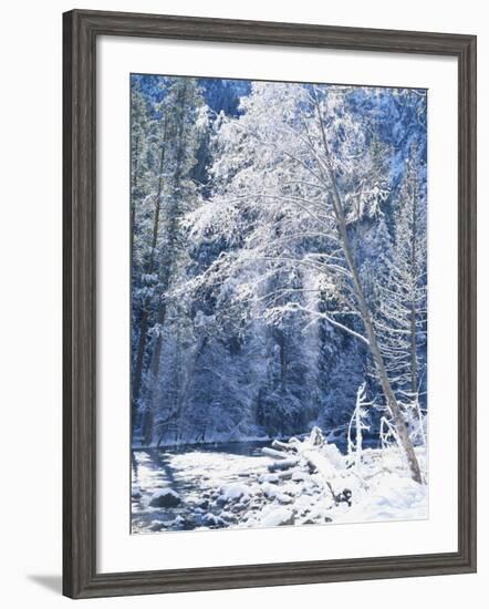 Snow Covered Trees Along Merced River, Yosemite Valley, Yosemite National Park, California, USA-Scott T. Smith-Framed Photographic Print