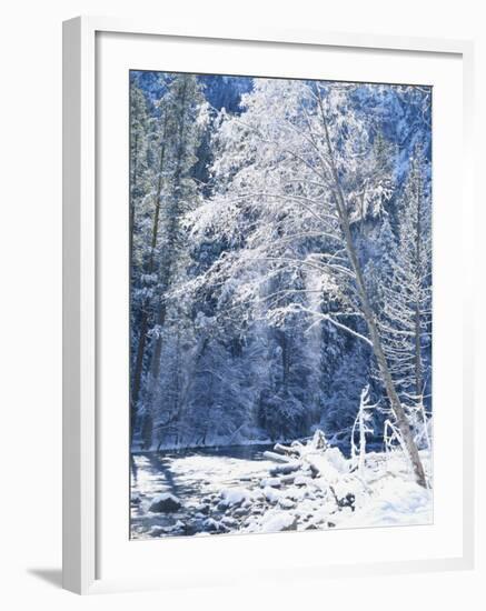 Snow Covered Trees Along Merced River, Yosemite Valley, Yosemite National Park, California, USA-Scott T. Smith-Framed Photographic Print