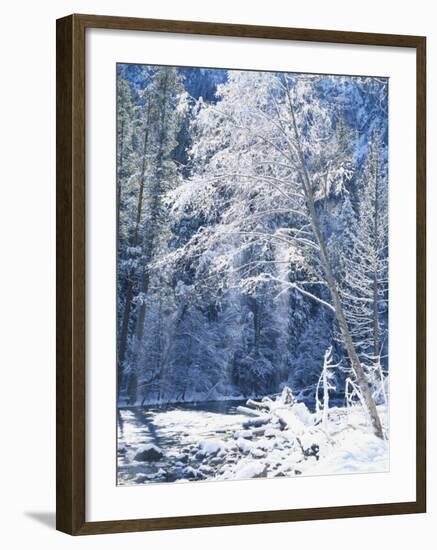 Snow Covered Trees Along Merced River, Yosemite Valley, Yosemite National Park, California, USA-Scott T. Smith-Framed Photographic Print