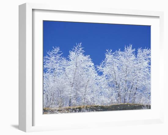 Snow-Covered Trees and Sky, Great Smoky Mountains National Park, Tennessee, USA-Adam Jones-Framed Photographic Print