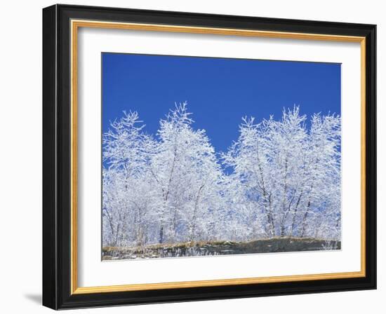 Snow-Covered Trees and Sky, Great Smoky Mountains National Park, Tennessee, USA-Adam Jones-Framed Photographic Print