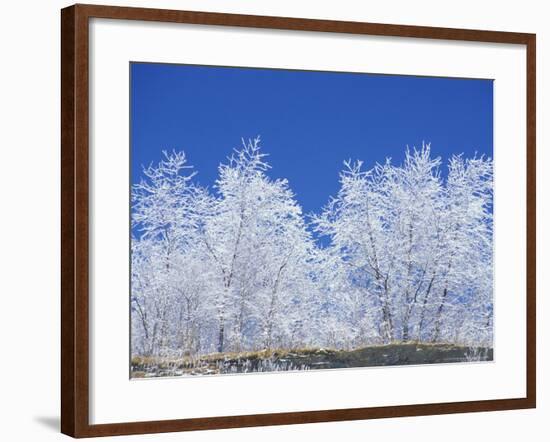 Snow-Covered Trees and Sky, Great Smoky Mountains National Park, Tennessee, USA-Adam Jones-Framed Photographic Print