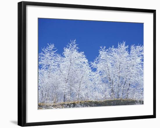 Snow-Covered Trees and Sky, Great Smoky Mountains National Park, Tennessee, USA-Adam Jones-Framed Photographic Print