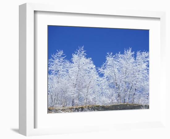 Snow-Covered Trees and Sky, Great Smoky Mountains National Park, Tennessee, USA-Adam Jones-Framed Photographic Print