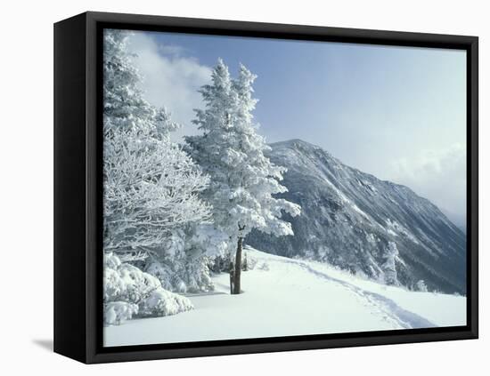 Snow Covered Trees and Snowshoe Tracks, White Mountain National Forest, New Hampshire, USA-Jerry & Marcy Monkman-Framed Premier Image Canvas