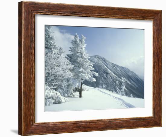 Snow Covered Trees and Snowshoe Tracks, White Mountain National Forest, New Hampshire, USA-Jerry & Marcy Monkman-Framed Photographic Print