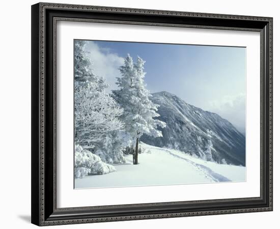 Snow Covered Trees and Snowshoe Tracks, White Mountain National Forest, New Hampshire, USA-Jerry & Marcy Monkman-Framed Photographic Print