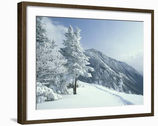 Snow Covered Trees and Snowshoe Tracks, White Mountain National Forest, New Hampshire, USA-Jerry & Marcy Monkman-Framed Photographic Print