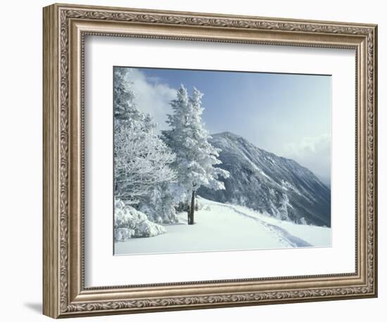 Snow Covered Trees and Snowshoe Tracks, White Mountain National Forest, New Hampshire, USA-Jerry & Marcy Monkman-Framed Photographic Print