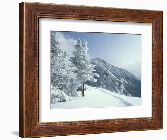 Snow Covered Trees and Snowshoe Tracks, White Mountain National Forest, New Hampshire, USA-Jerry & Marcy Monkman-Framed Photographic Print