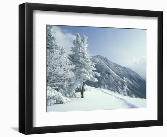 Snow Covered Trees and Snowshoe Tracks, White Mountain National Forest, New Hampshire, USA-Jerry & Marcy Monkman-Framed Photographic Print