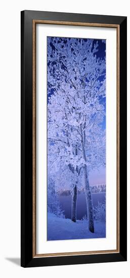 Snow Covered Trees at Frozen Riverside, Vuoksi River, Imatra, Finland-null-Framed Photographic Print