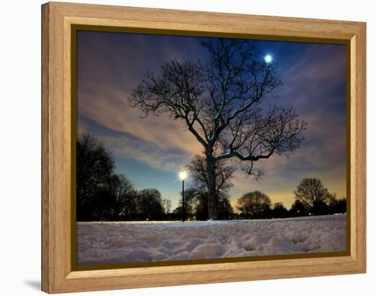 Snow Covered Trees at Night in Hyde Park, London-Alex Saberi-Framed Premier Image Canvas