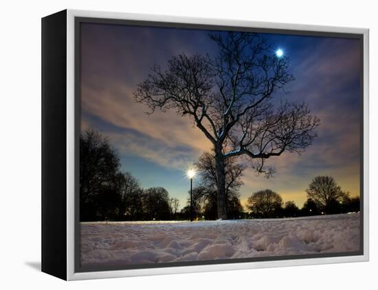 Snow Covered Trees at Night in Hyde Park, London-Alex Saberi-Framed Premier Image Canvas