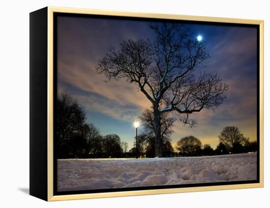Snow Covered Trees at Night in Hyde Park, London-Alex Saberi-Framed Premier Image Canvas