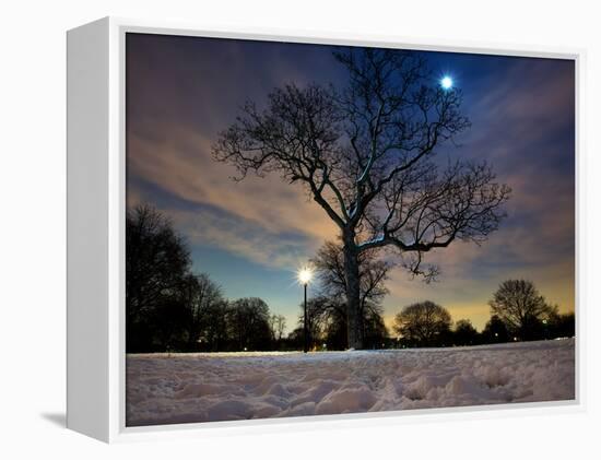 Snow Covered Trees at Night in Hyde Park, London-Alex Saberi-Framed Premier Image Canvas