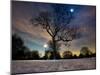 Snow Covered Trees at Night in Hyde Park, London-Alex Saberi-Mounted Photographic Print