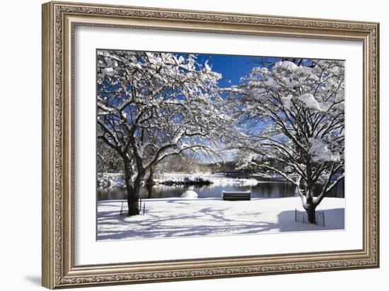 Snow Covered Trees at Riverside-George Oze-Framed Photographic Print