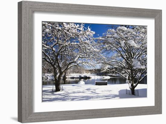 Snow Covered Trees at Riverside-George Oze-Framed Photographic Print