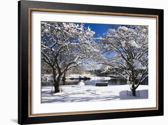 Snow Covered Trees at Riverside-George Oze-Framed Photographic Print