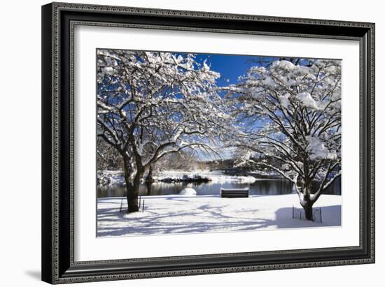 Snow Covered Trees at Riverside-George Oze-Framed Photographic Print