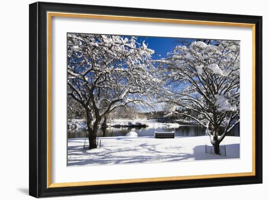 Snow Covered Trees at Riverside-George Oze-Framed Photographic Print