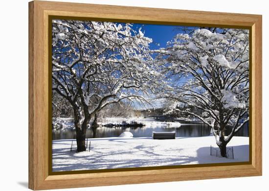 Snow Covered Trees at Riverside-George Oze-Framed Premier Image Canvas