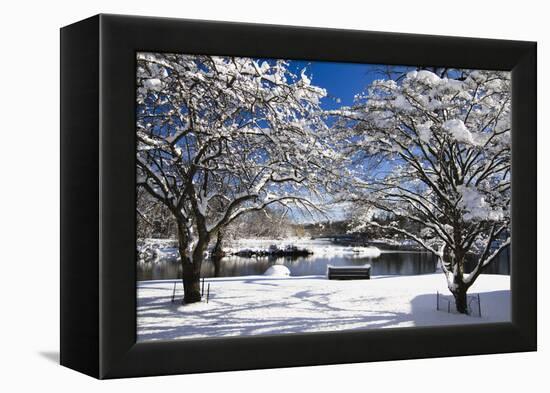 Snow Covered Trees at Riverside-George Oze-Framed Premier Image Canvas