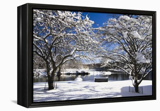 Snow Covered Trees at Riverside-George Oze-Framed Premier Image Canvas