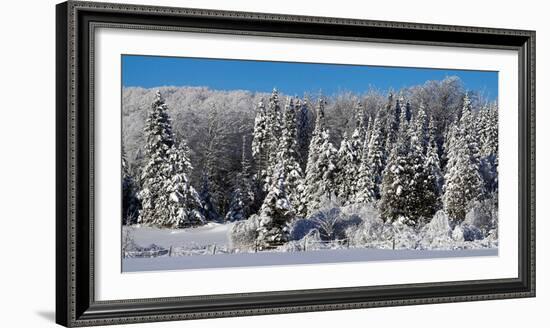 Snow covered trees, Brome Lake, Quebec, Canada-null-Framed Photographic Print