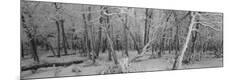 Premium Photographic Print