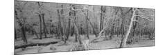 Photographic Print