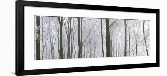 Snow Covered Trees in a Forest, Wotton, Gloucester, Gloucestershire, England-null-Framed Photographic Print