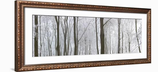 Snow Covered Trees in a Forest, Wotton, Gloucester, Gloucestershire, England-null-Framed Photographic Print